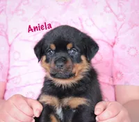 Aniela , a female Rottweiler for sale in Manheim, PA – 4 of 10