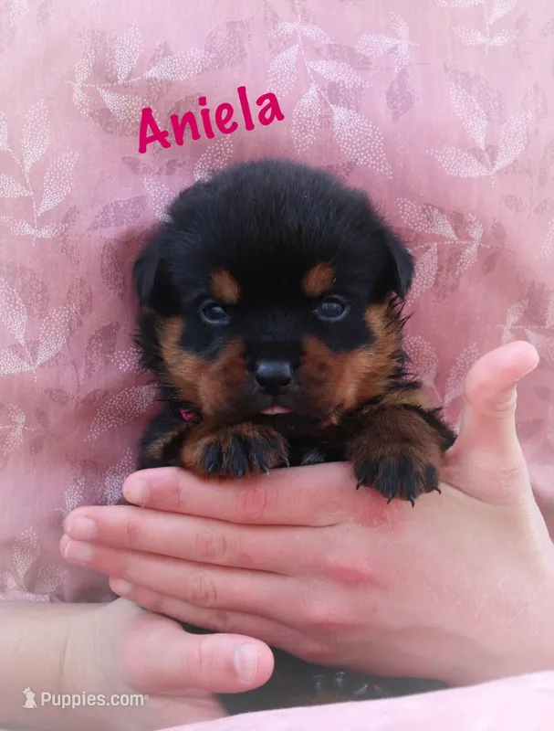 Aniela  – Rottweiler puppy for sale in Manheim, PA