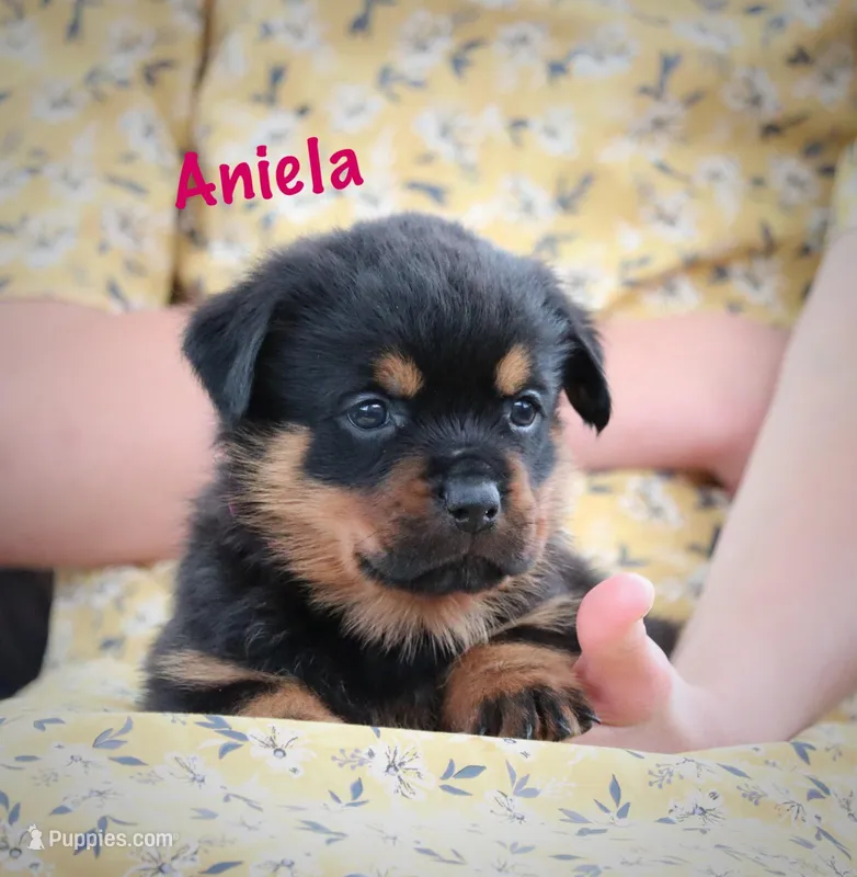 Aniela  – Rottweiler puppy for sale in Manheim, PA