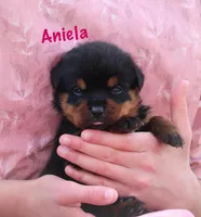 Aniela , a female Rottweiler for sale in Manheim, PA – Photo 2 of 6