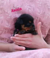 Aniela , a female Rottweiler for sale in Manheim, PA – Photo 3 of 6