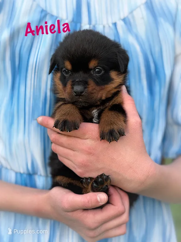 Aniela  – Rottweiler puppy for sale in Manheim, PA