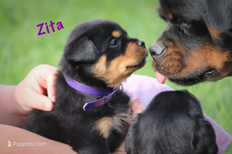 Zita – Rottweiler puppy for sale in Manheim, PA