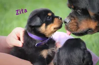 Zita, a female Rottweiler for sale in Manheim, PA – 2 of 10
