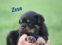 Zeus , a male Rottweiler for sale in Manheim, PA – 2 of 10