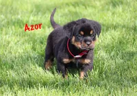 Azor , a male Rottweiler for sale in Manheim, PA – 1 of 10