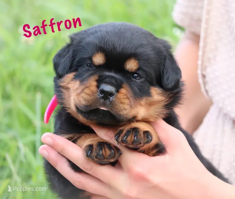Saffron  – Rottweiler puppy for sale in Manheim, PA