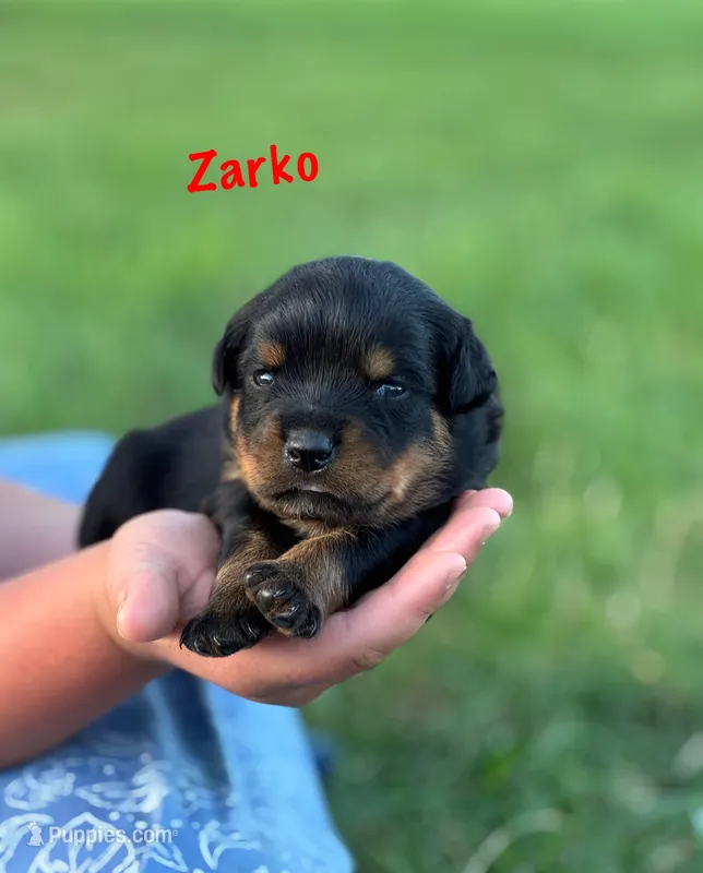 Zarko – Rottweiler puppy for sale in Manheim, PA