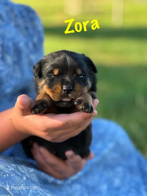 Zora – Rottweiler puppy for sale in Manheim, PA