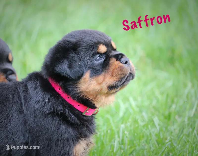 Saffron  – Rottweiler puppy for sale in Manheim, PA