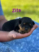Zita, a female Rottweiler for sale in Manheim, PA – 7 of 10