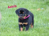 Aniela , a female Rottweiler for sale in Manheim, PA – 2 of 10