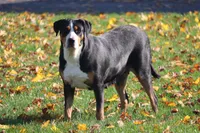 Nika, a female Greater Swiss Mountain Dog for sale in Manheim, PA – 6 of 7