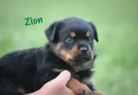 Zion, a male Rottweiler for sale in Manheim, PA – 2 of 9