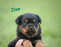 Zion, a male Rottweiler for sale in Manheim, PA – 1 of 9
