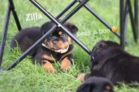 Zilla , a female Rottweiler for sale in Manheim, PA – 3 of 10