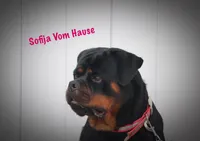 Saffron , a female Rottweiler for sale in Manheim, PA – 5 of 6