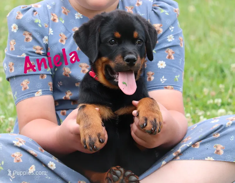 Aniela  – Rottweiler puppy for sale in Manheim, PA
