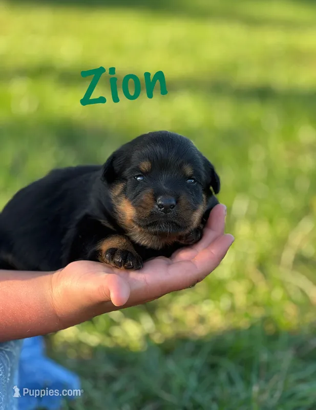 Zion – Rottweiler puppy for sale in Manheim, PA