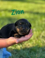 Zion, a male Rottweiler for sale in Manheim, PA – 3 of 9