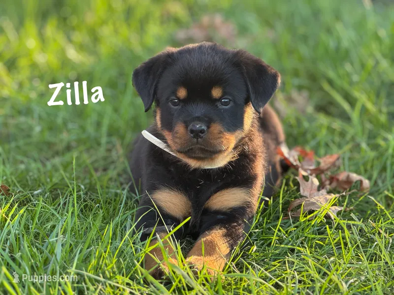 Zilla  – Rottweiler puppy for sale in Manheim, PA
