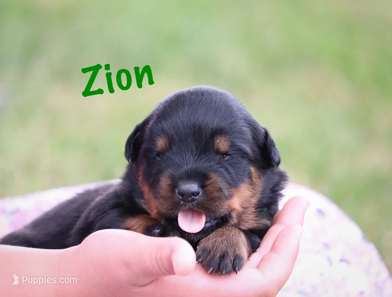 Zion – Rottweiler puppy for sale in Manheim, PA