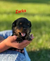 Zarko, a male Rottweiler for sale in Manheim, PA – 6 of 9