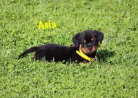 Asia , a female Rottweiler for sale in Manheim, PA – 2 of 10