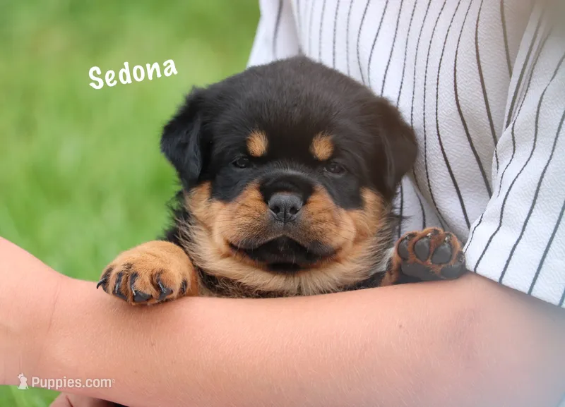Sedona – Rottweiler puppy for sale in Manheim, PA