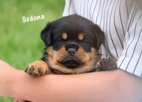 Sedona, a female Rottweiler for sale in Manheim, PA – 4 of 9