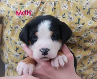Molly, a female Greater Swiss Mountain Dog for sale in Manheim, PA – 3 of 10