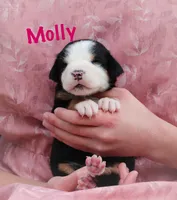 Molly, a female Greater Swiss Mountain Dog for sale in Manheim, PA – Photo 3 of 5