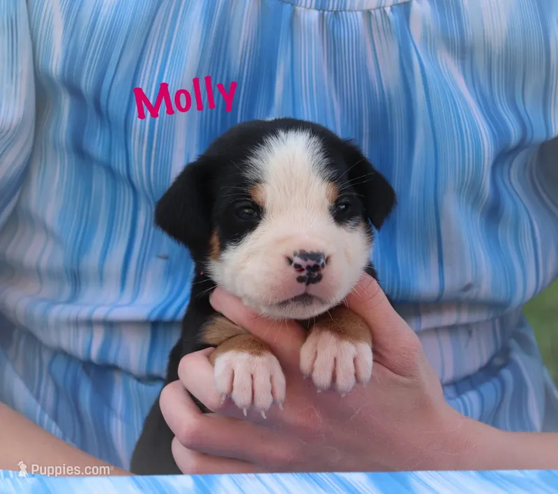 Molly – Greater Swiss Mountain Dog puppy for sale in Manheim, PA
