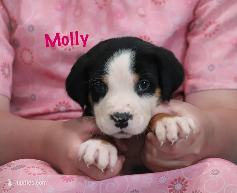Molly – Greater Swiss Mountain Dog puppy for sale in Manheim, PA