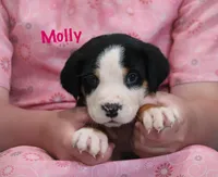 Molly, a female Greater Swiss Mountain Dog for sale in Manheim, PA – 1 of 10