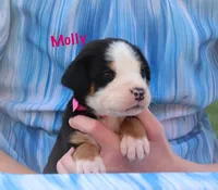 Molly, a female Greater Swiss Mountain Dog for sale in Manheim, PA – 5 of 10