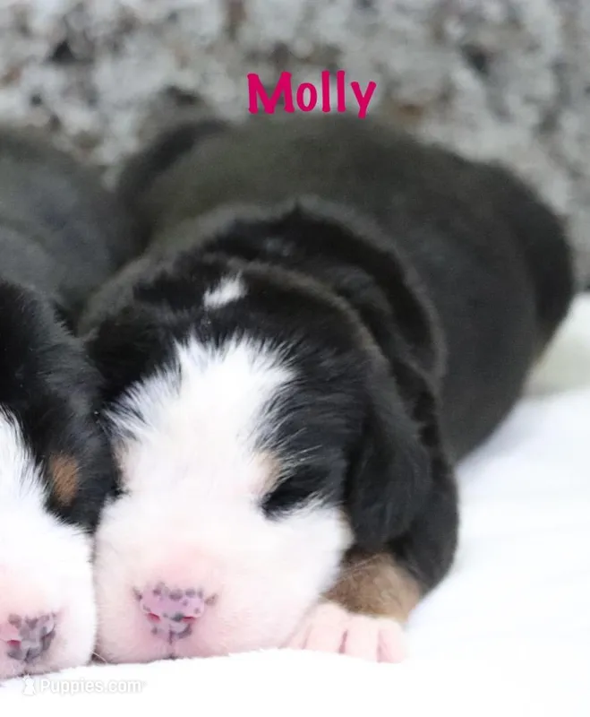 Molly – Greater Swiss Mountain Dog puppy for sale in Manheim, PA