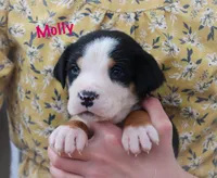 Molly, a female Greater Swiss Mountain Dog for sale in Manheim, PA – 2 of 10