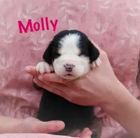 Molly, a female Greater Swiss Mountain Dog for sale in Manheim, PA – Photo 2 of 5