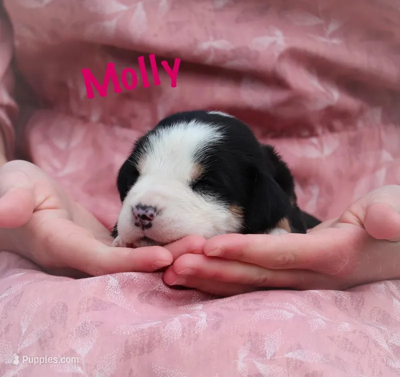 Molly – Greater Swiss Mountain Dog puppy for sale in Manheim, PA