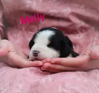 Molly, a female Greater Swiss Mountain Dog for sale in Manheim, PA – Photo 1 of 5