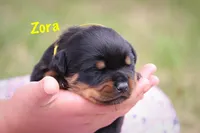 Zora, a female Rottweiler for sale in Manheim, PA – 2 of 5