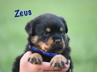 Zeus , a male Rottweiler for sale in Manheim, PA – 3 of 10
