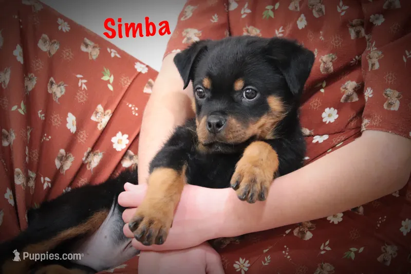 Simba