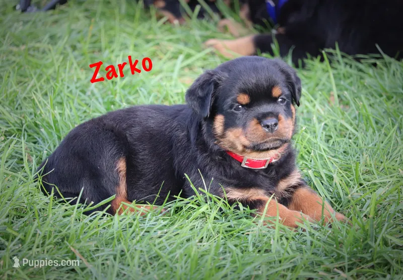 Zarko – Rottweiler puppy for sale in Manheim, PA