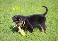 Asia , a female Rottweiler for sale in Manheim, PA – 1 of 10