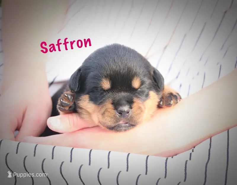 Saffron  – Rottweiler puppy for sale in Manheim, PA