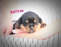 Saffron , a female Rottweiler for sale in Manheim, PA – 1 of 6