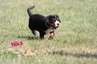 Nika, a female Greater Swiss Mountain Dog for sale in Manheim, PA – 4 of 7