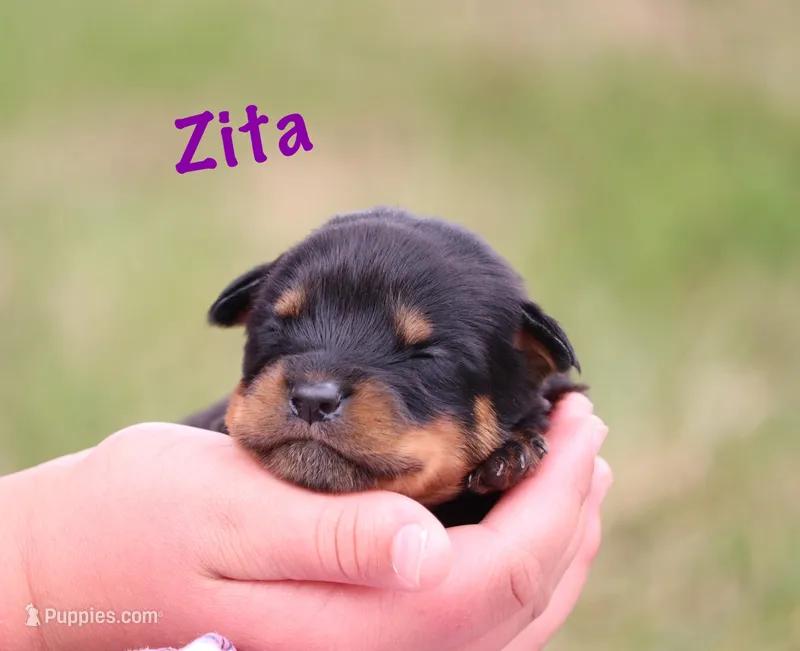 Zita – Rottweiler puppy for sale in Manheim, PA